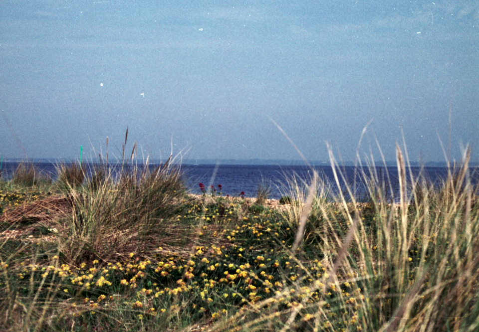 Before the Nightjars leave